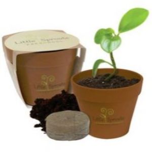 planting kit for bamboo tree
